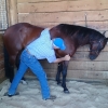 Massaging the front limbs of the horse