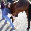 Students stretch their horse's hind limb after massage